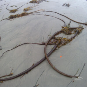 Kelp