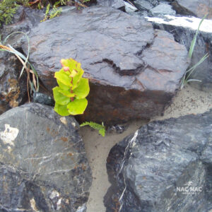 Rocks and a Plant