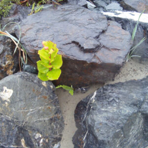 Rocks and a Plant