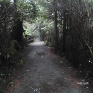 The Way Back